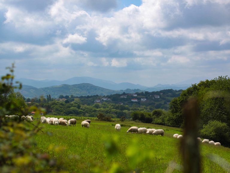 Souraïde - Troupeau de moutons